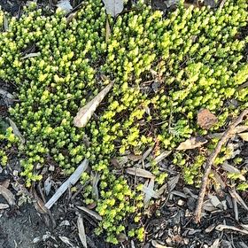 Photo of the plant species Sedum nuttallii by @NurseMum62 named Cleopatra on Greg, the plant care app