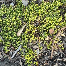Photo of the plant species Common Bladder Moss by @NurseMum62 named A on Greg, the plant care app