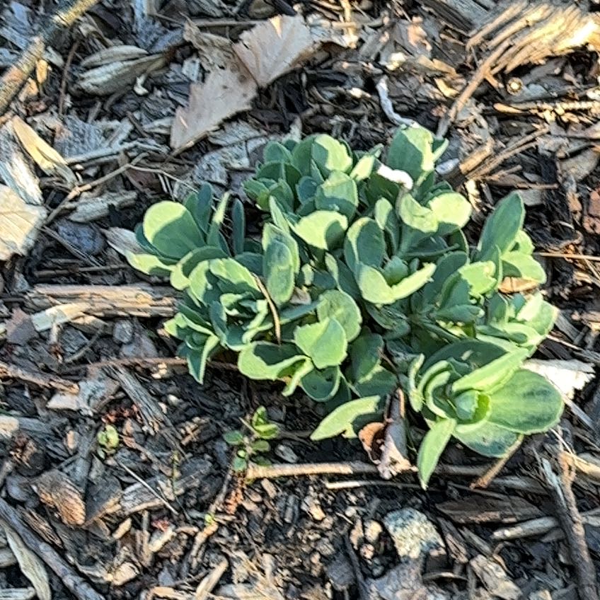 Photo of the plant species Myrtle Spurge by @NurseMum62 named Baesil on Greg, the plant care app