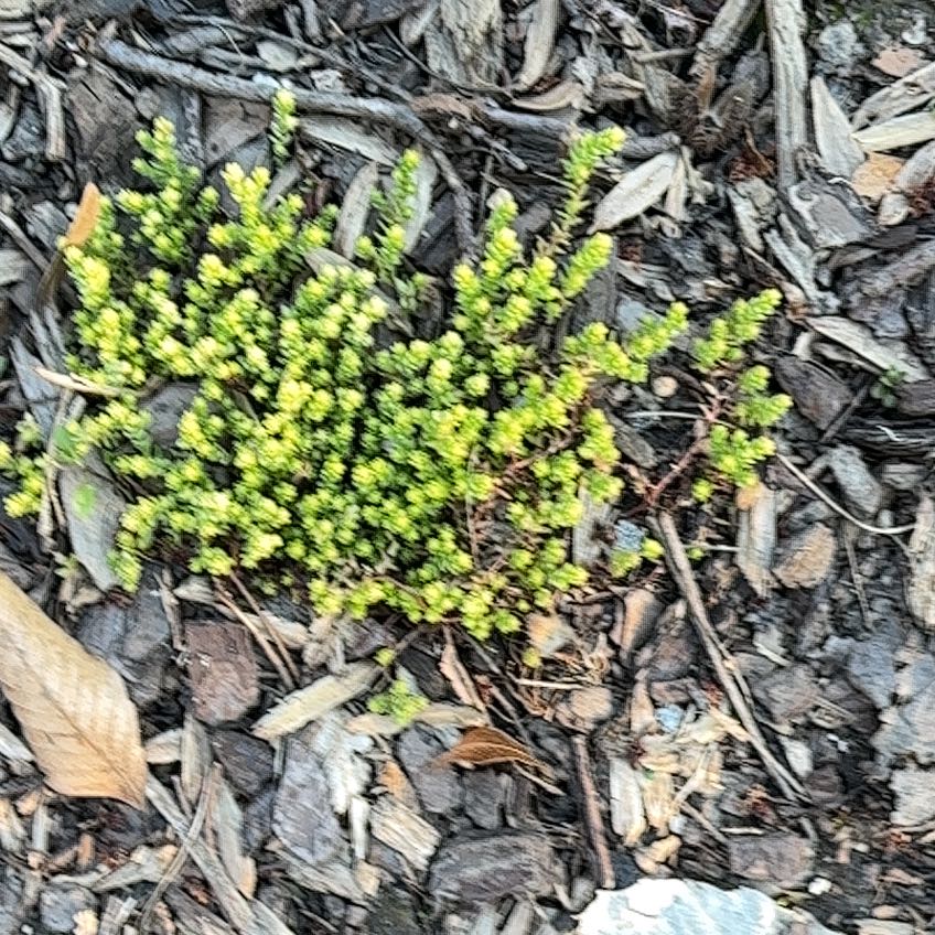 Photo of the plant species Sedum nuttallii by @NurseMum62 named Khaleesi on Greg, the plant care app