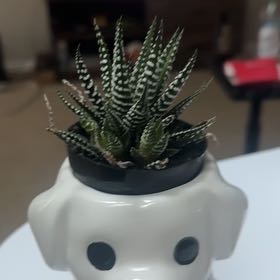 Photo of the plant species Haworthia fasciata 'Barcelona' by @RichBulrush34 named Wall-E on Greg, the plant care app
