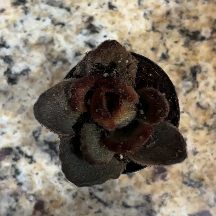 Photo of the plant species Teddy Bear by @ImpishMint1 named Gizmo on Greg, the plant care app