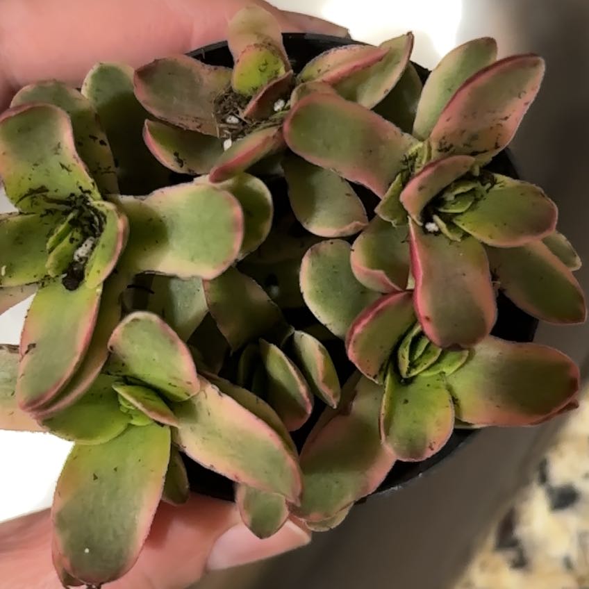 Photo of the plant species Crassula 'Daydream' by @ImpishMint1 named Demi on Greg, the plant care app