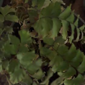 Photo of the plant species Northern Maidenhair Fern by @RadAtom79 named Fern on Greg, the plant care app