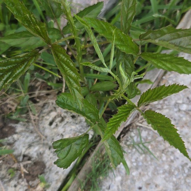 Photo of the plant species Southern Dewberry by @VipChaya76 named Figyonce on Greg, the plant care app