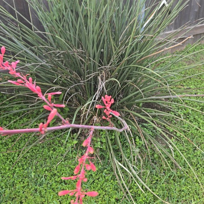 Photo of the plant species Firecracker Plant by @VipChaya76 named Rainier on Greg, the plant care app