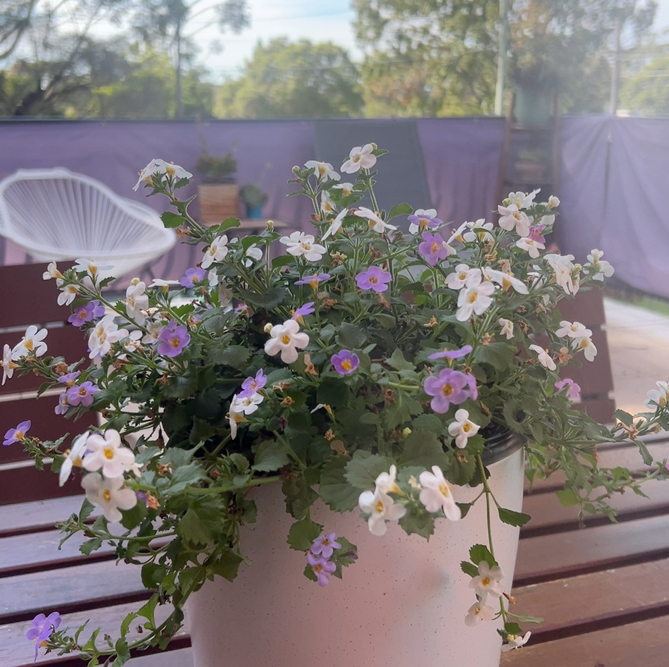 Photo of the plant species bacopa by @SparklyBoneset7 named Bacopa on Greg, the plant care app