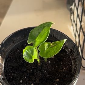 Photo of the plant species Cunjevoi by @hayleigh named Surya on Greg, the plant care app