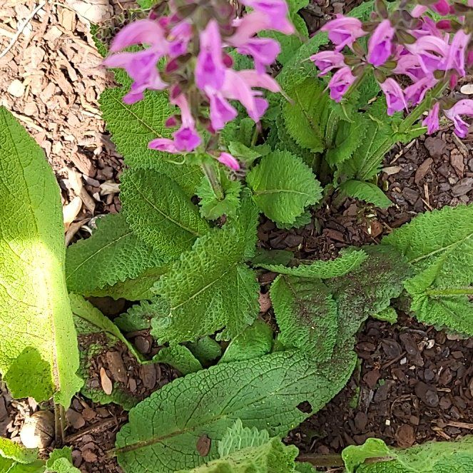 Photo of the plant species Meadow Sage by @WiredCattleya47 named Drake on Greg, the plant care app