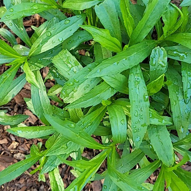 Photo of the plant species Obedient Plant by @WiredCattleya47 named Taylor Swift on Greg, the plant care app