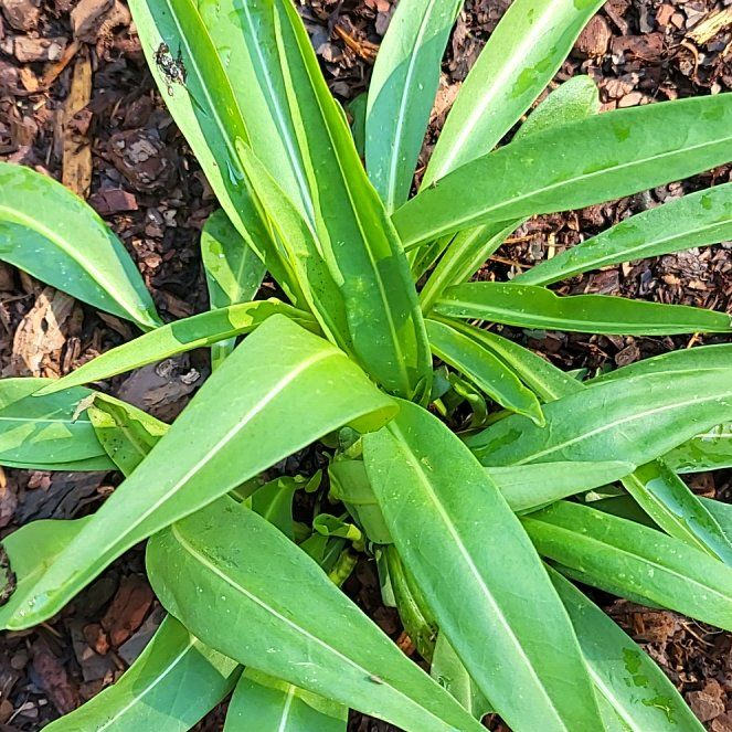 Photo of the plant species Stokes' Aster by @WiredCattleya47 named Eva on Greg, the plant care app