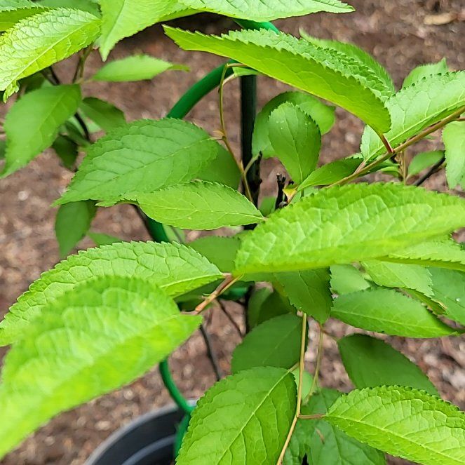 Photo of the plant species American Plum by @WiredCattleya47 named Aria on Greg, the plant care app