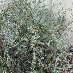 Photo of the plant species Tree Germander by @WarmAtom86 named Prince on Greg, the plant care app