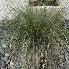 Photo of the plant species Texas Sacahuista by @WarmAtom86 named Oscar on Greg, the plant care app