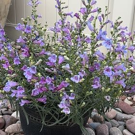 Photo of the plant species Penstemon 'Ruby' by @WarmAtom86 named Bigleef Smalls on Greg, the plant care app