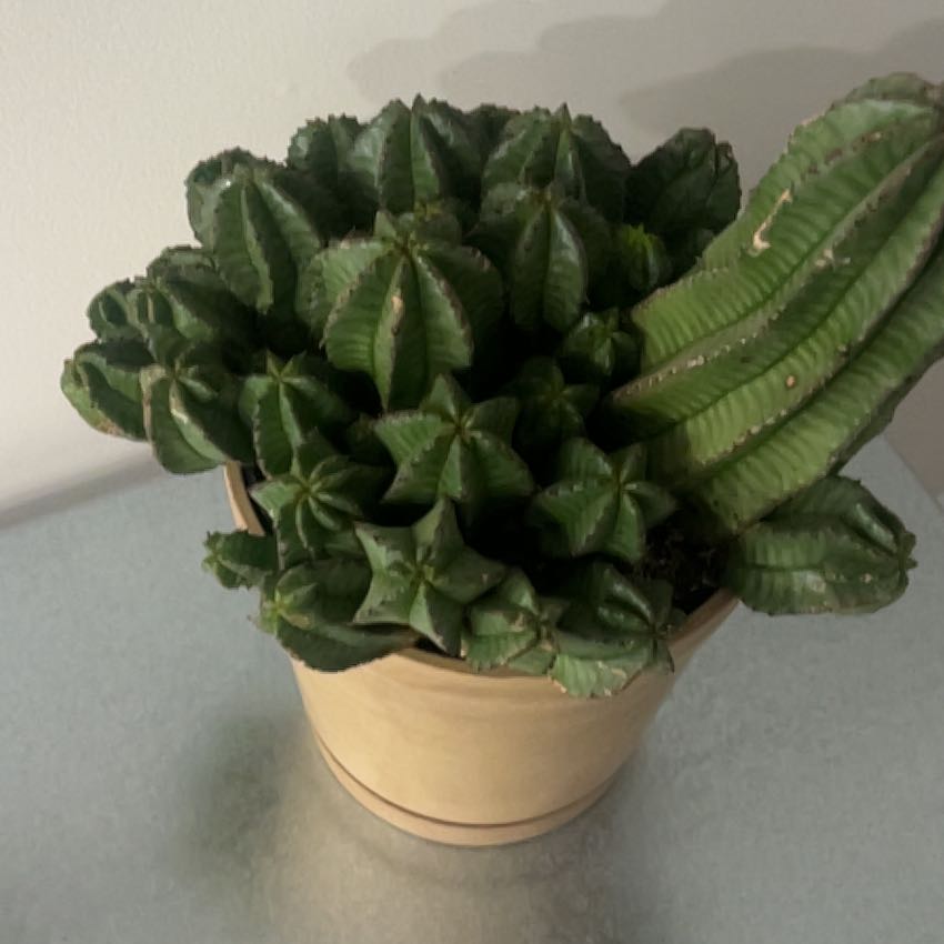 Photo of the plant species Euphorbia enopia by @BigKiwifruit87 named Shakira on Greg, the plant care app