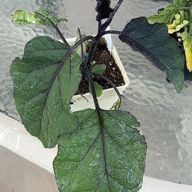 Photo of the plant species Eggplant by @GoodyCaraway51 named Harmony on Greg, the plant care app