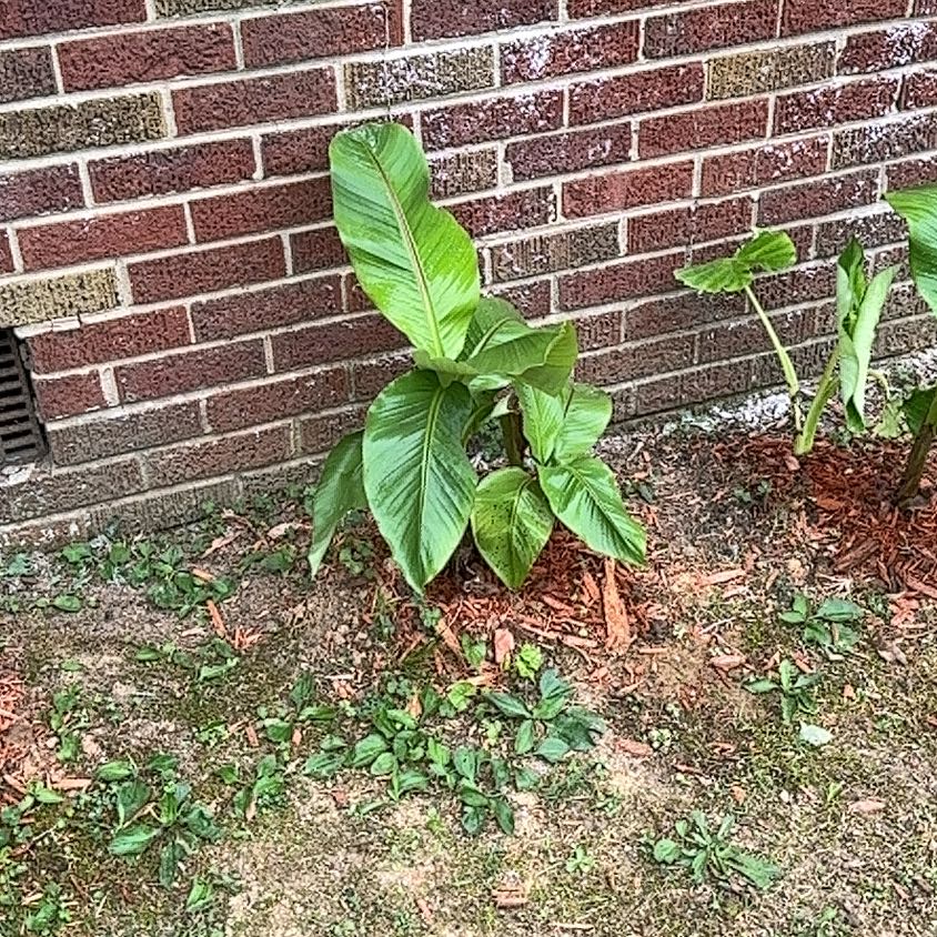 Photo of the plant species Abyssinian Banana by @BoldDaisy1 named Tree Diddy on Greg, the plant care app