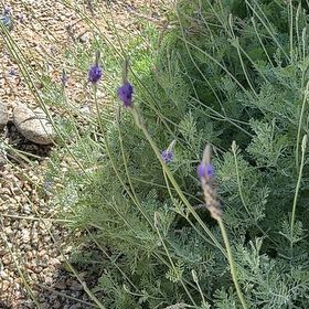 Photo of the plant species Fernleaf Lavendar by @HotRamshorn6 named Madonna on Greg, the plant care app