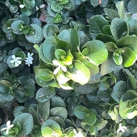 Photo of the plant species Carissa Macrocarpa by @HotRamshorn6 named Rainier on Greg, the plant care app