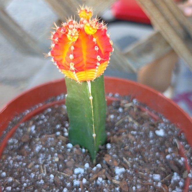 Photo of the plant species Moon Cactus by @GemAlula49 named Spike Leaves on Greg, the plant care app
