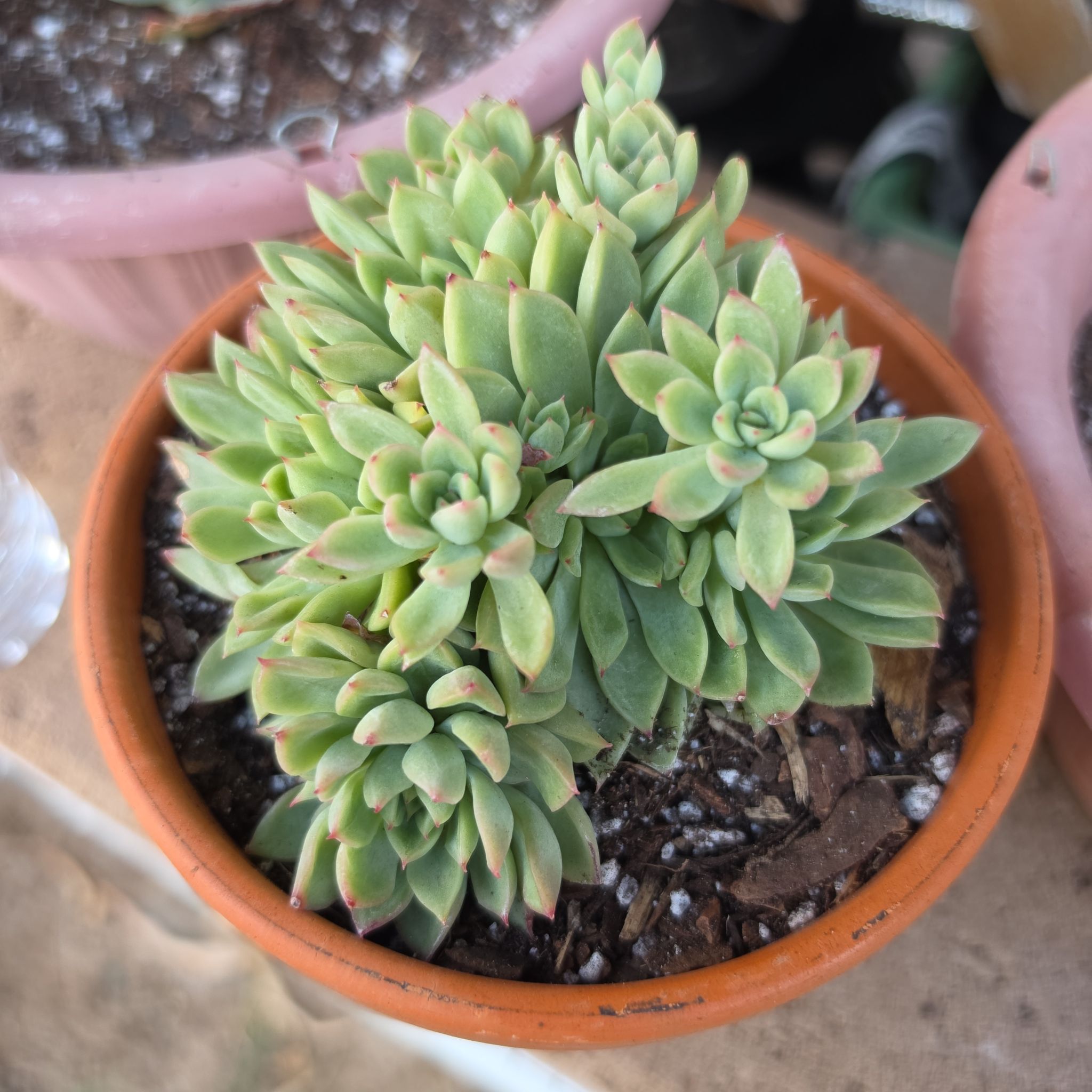 Photo of the plant species Echeveria 'Starlite' by @GemAlula49 named Surya on Greg, the plant care app