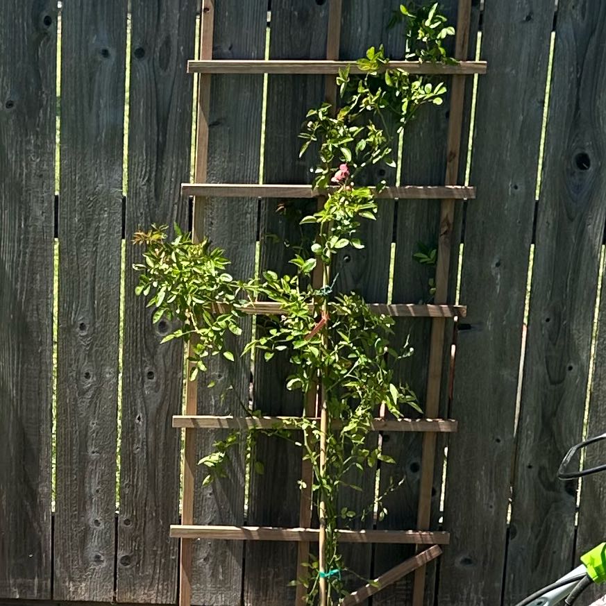Photo of the plant species Peggy Martin Rose by @PoignantMizuna named Robert Plant on Greg, the plant care app