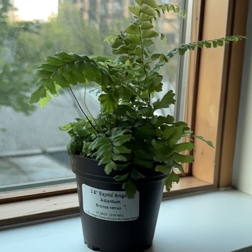 Photo of the plant species Bronze Venus Fern by @ExactCat90 named Bella on Greg, the plant care app