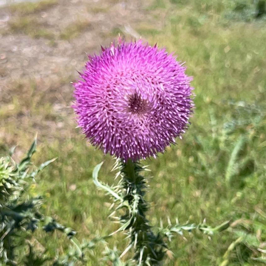 Photo of the plant species Nodding Thistle by @TenableCentro6 named Elina on Greg, the plant care app