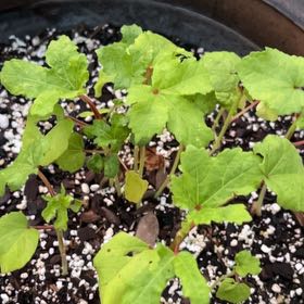 Photo of the plant species Abelmoschus Esculentus by @TenableCentro6 named Sproutacus on Greg, the plant care app
