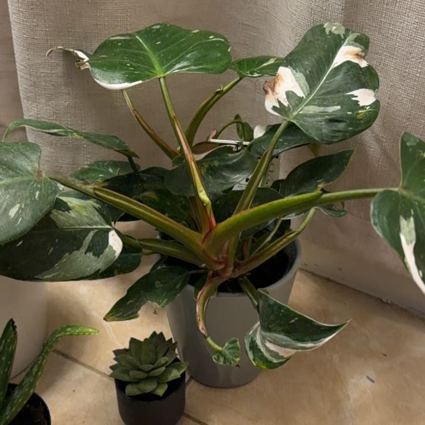 Photo of the plant species Ring Of Fire by @SocialMoss21 named Treeyoncè on Greg, the plant care app