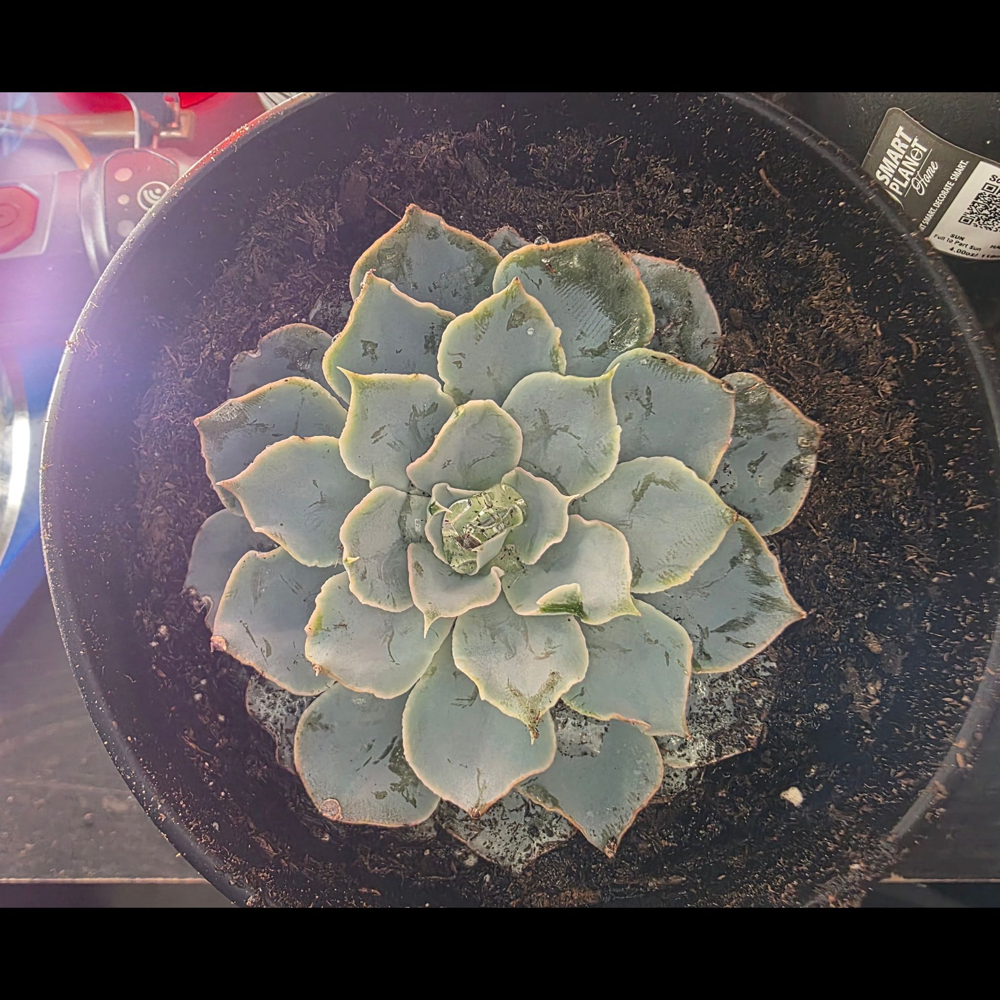 Photo of the plant species Echeveria 'Blue Heron' by @BestCosmo89 named Oscar on Greg, the plant care app