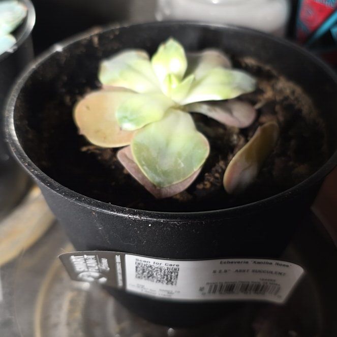 Photo of the plant species Echeveria 'Xanthe Rose' by @BestCosmo89 named Peter Parker on Greg, the plant care app