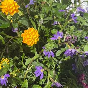 Photo of the plant species Fairy Fan-Flower by @BuffAnacua3 named Muhammad Ali on Greg, the plant care app