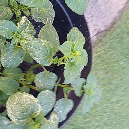 Photo of the plant species Watermint by @StaunchZinnia31 named ChloroPhil on Greg, the plant care app