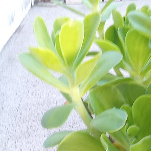 Photo of the plant species Tree Stonecrop by @StaunchZinnia31 named Prince on Greg, the plant care app