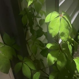 Photo of the plant species Virginia Creeper by @ClassicZinnia68 named Orwell on Greg, the plant care app