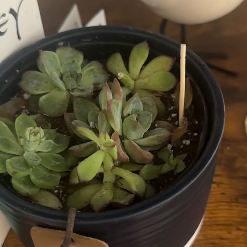 Photo of the plant species Variety Succulents by @ClassicZinnia68 named The Kardashians on Greg, the plant care app