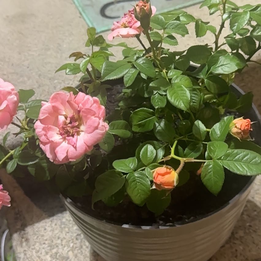 Photo of the plant species Knock Out Roses by @ClassicZinnia68 named Eva on Greg, the plant care app