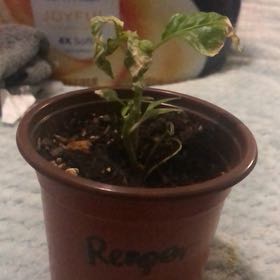 Photo of the plant species Carolina Reaper by @AgileBuroak12 named Homer on Greg, the plant care app