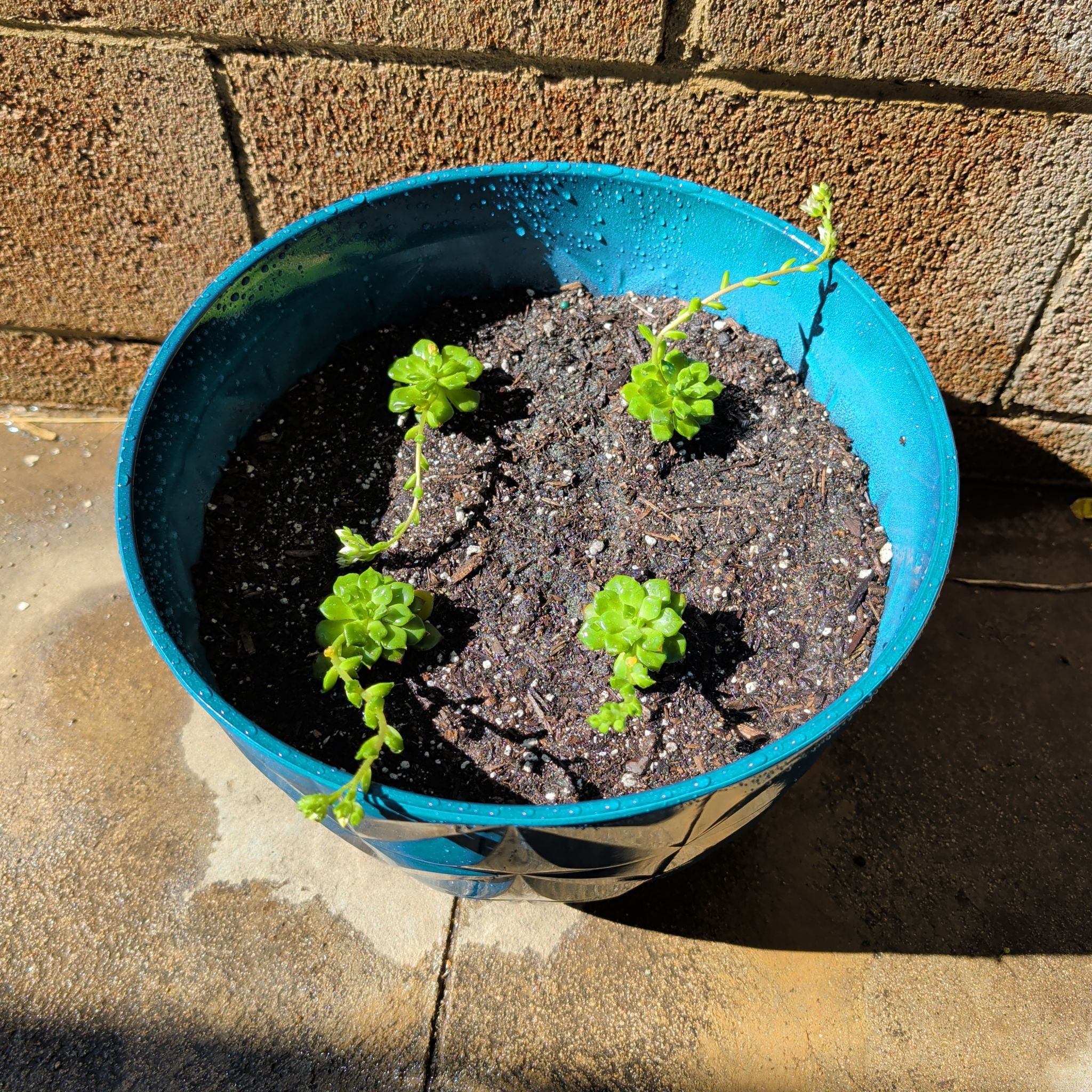 Photo of the plant species Sedeveria 'Letizia' by @MarkedCorrea88 named Khaleesi on Greg, the plant care app