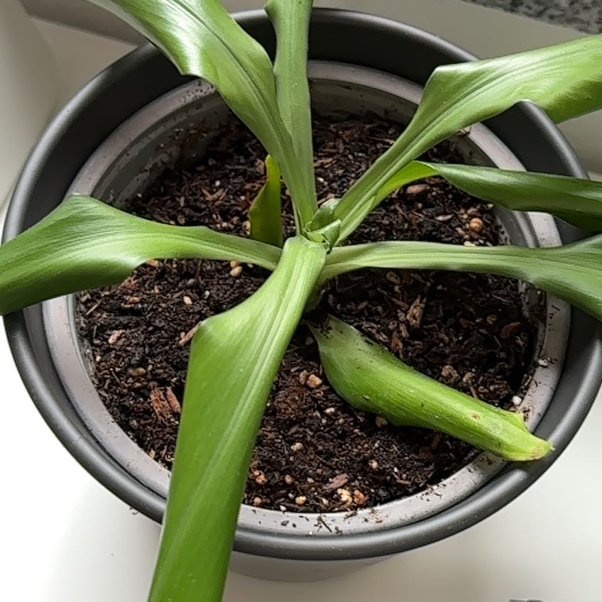 Photo of the plant species Dracaena 'Lisa' by @ProChinarose91 named Michelle Branch on Greg, the plant care app