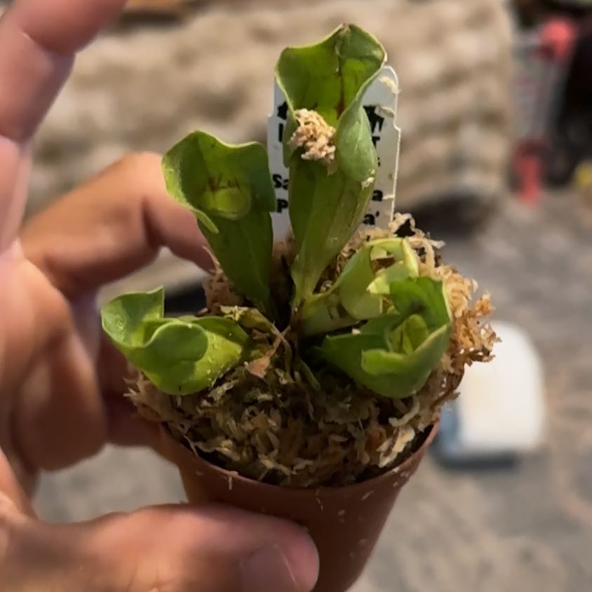 Photo of the plant species Matteuccia by @GlowingPalqui71 named Apollo on Greg, the plant care app