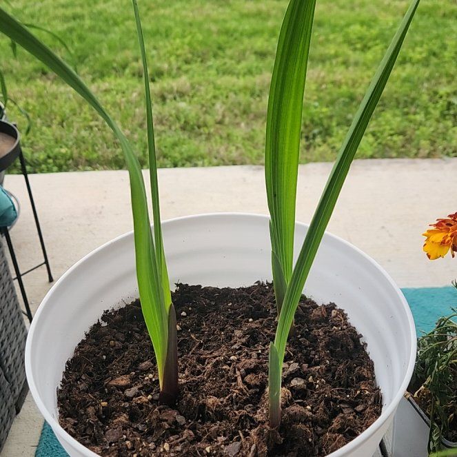 Photo of the plant species Gladiolus by @AceComet76 named Curie on Greg, the plant care app