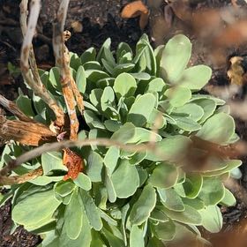 Photo of the plant species Myrtle Spurge by @NewBlackhaw76 named Sanders on Greg, the plant care app