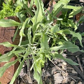 Photo of the plant species London Rocket by @NewBlackhaw76 named Hamilton on Greg, the plant care app