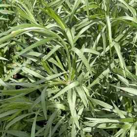 Photo of the plant species Mexican Burningbush by @NewBlackhaw76 named Willow on Greg, the plant care app