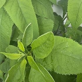 Photo of the plant species Orange Eye by @NewBlackhaw76 named Girlfrond on Greg, the plant care app