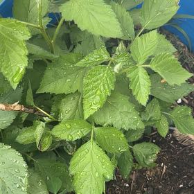 Photo of the plant species California Blackberry by @NewBlackhaw76 named BlackBerry on Greg, the plant care app