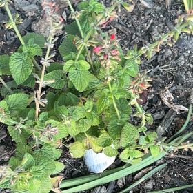 Photo of the plant species Salvia Red by @NewBlackhaw76 named Drake on Greg, the plant care app